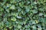 Klimop planten (Hedera), Tuin en Terras, Planten | Tuinplanten, Vaste plant, Klimplanten, Ophalen, Bloeit niet