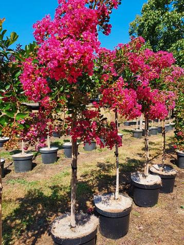 Lagerstroemia indica Mimie Dablage / treurvorm Lagerstroemia beschikbaar voor biedingen