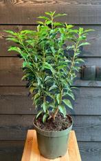 Portugese laurier in pot, hoogte 50-55cm. Super kwaliteit!, Ophalen, Laurier, 100 tot 250 cm