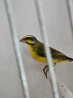 mozambiquesijs mannen 2024, Dieren en Toebehoren