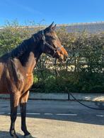 3-jarige bruine merrie, springpaard, gereserveerd, Dieren en Toebehoren, Paarden, Merrie, Springpaard, Gechipt, 3 tot 6 jaar