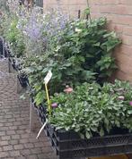 Vaste planten en Siergrassen meer dan 40 soorten, Tuin en Terras, Planten | Tuinplanten, Ophalen