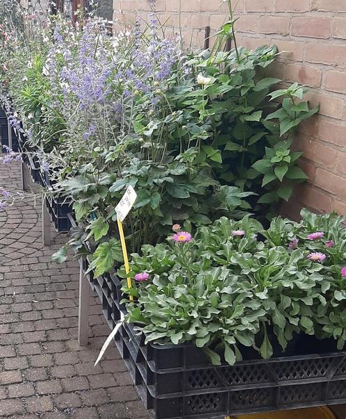 Vaste planten en Siergrassen meer dan 40 soorten, Tuin en Terras, Planten | Tuinplanten, Ophalen