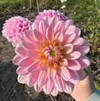 Dahlia zaden, Ophalen of Verzenden, Volle zon