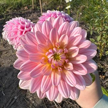 Dahlia zaden beschikbaar voor biedingen