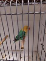 Fischeri turquoise/dilute pop 2025., Dieren en Toebehoren, Vrouwelijk, Dwergpapegaai of Agapornis, Geringd