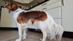 Kooiker puppys met FCI stamboom, CDV (hondenziekte), Overige rassen, 8 tot 15 weken, Meerdere