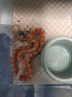 Scaleless rattenslangen, Dieren en Toebehoren, Slang, 0 tot 2 jaar