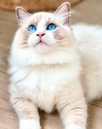 Ragdoll  Met Stamboom fok katerje, Dieren en Toebehoren, Katten en Kittens | Raskatten | Langhaar, Kater, Met stamboom, 0 tot 2 jaar