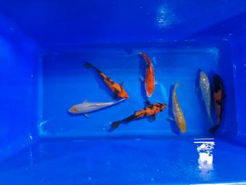 Japanse Koi 20-25cm  beschikbaar voor biedingen