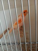 Mooie harlekijn kanaries, Dieren en Toebehoren, Vogels | Kanaries, Mannelijk, Kleurkanarie