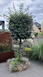 Boom, Tuin en Terras, Ophalen, Volle zon, Olijfboom, 100 tot 250 cm