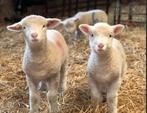 Gezocht poll dorset & suffolk fleslammeren, Dieren en Toebehoren, Schapen, Geiten en Varkens, Meerdere dieren, Schaap