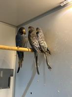 Jonge Blacface, Dieren en Toebehoren, Vogels | Parkieten en Papegaaien, Meerdere dieren, Parkiet, Geringd