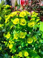 Veel stekken van de Wolfsmelk, vaste plant. €1,75 pstk, Tuin en Terras, Planten | Tuinplanten, Volle zon, Vaste plant, Lente, Ophalen