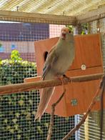 Kakarikie / kakariki, mannen., Dieren en Toebehoren, Mannelijk, Geringd