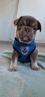Topnest Franse bulldog pups, België, Particulier, Rabiës (hondsdolheid), 8 tot 15 weken