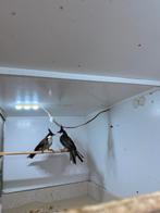 Buulbuul roodoor 1-1, Meerdere dieren, Wildzangvogel, Geringd