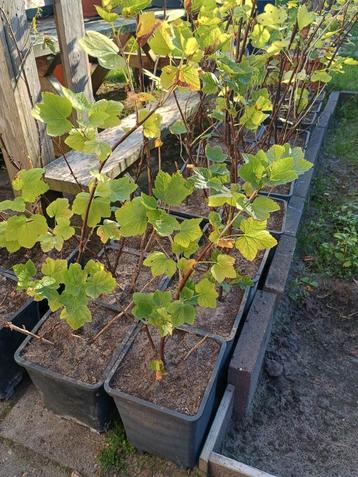 33 Aalbessenstruiken rood/wit/zwart Per stuk of als partij beschikbaar voor biedingen