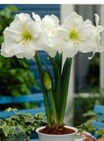 Amaryllis bollen voorverkoop, Tuin en Terras, Bloembollen en Zaden, Ophalen, Gehele jaar, Volle zon, Bloembol