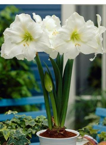 Amaryllis bollen voorverkoop beschikbaar voor biedingen