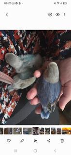 Tam baby dwergpapegaai, Dieren en Toebehoren, Vogels | Parkieten en Papegaaien, Geslacht onbekend, Dwergpapegaai of Agapornis