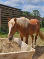 Haflinger kruising ruin 4 jaar, Dieren en Toebehoren, Ruin, Recreatiepaard, Ontwormd, 3 tot 6 jaar