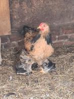 Brama haan.  (Gratis), Dieren en Toebehoren, Mannelijk, Kip