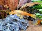 Aangeboden Algeneter Ancistrus Borstelneus yellow bleu eyes, Dieren en Toebehoren, Vissen | Aquariumvissen, Vis, Zoetwatervis