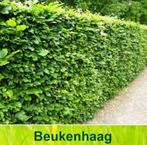 Beukenhaag Fagus sylvatica, Tuin en Terras, Planten | Struiken en Hagen, Ophalen of Verzenden, Beukenhaag, 100 tot 250 cm