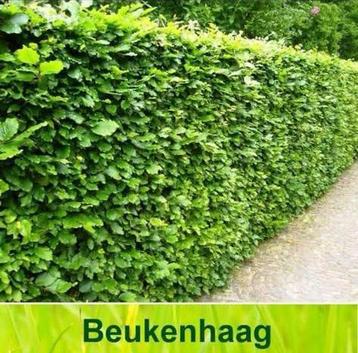 Beukenhaag Fagus sylvatica beschikbaar voor biedingen