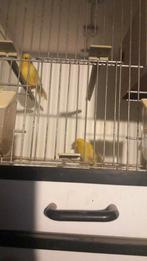 Kanaries, Dieren en Toebehoren, Vogels | Kanaries, Meerdere dieren, Kleurkanarie