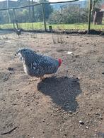 Hanen en kippen, Dieren en Toebehoren, Mannelijk, Kip