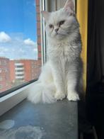 Hoofddorp, Dieren en Toebehoren, Poes