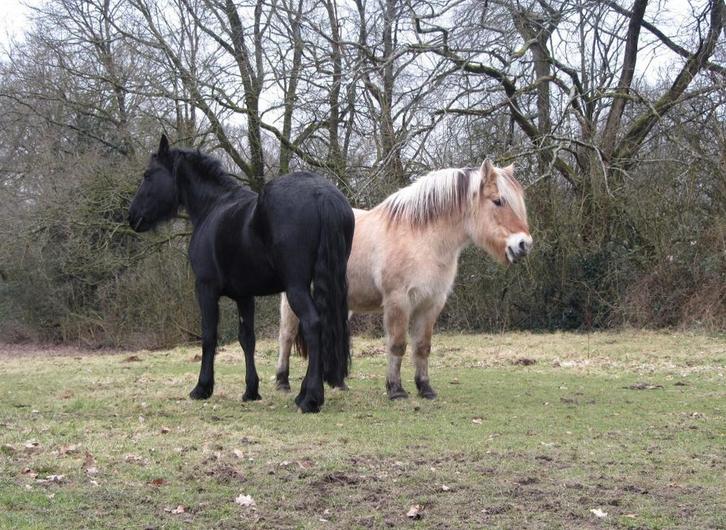 Bijrijder gezocht/ verzorg paard aangeboden, Dieren en Toebehoren, Paarden en Pony's | Verzorgingsproducten, Ophalen of Verzenden