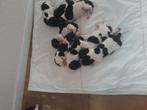 Raszuivere friese stabij pups, Dieren en Toebehoren, Honden | Retrievers, Spaniëls en Waterhonden, Overige rassen, Meerdere, Meerdere dieren