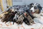 Mooi nestje Australian Sheperd x Vizsla, Dieren en Toebehoren, Honden | Niet-rashonden, 8 tot 15 weken, Meerdere, Meerdere dieren