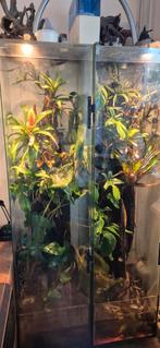 2 terraria, Ophalen, Terrarium of Paludarium