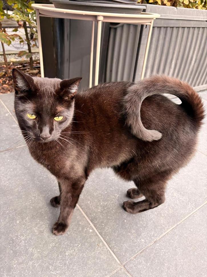 Zwart bengel, Dieren en Toebehoren, Katten en Kittens | Raskatten | Korthaar, Kater