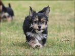 Vrolijke Morkie pups., Nederland, Overige rassen, 8 tot 15 weken, CDV (hondenziekte)