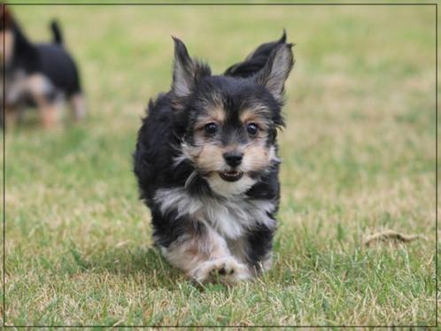Vrolijke Morkie pups., Dieren en Toebehoren, Honden | Chihuahua's en Gezelschapshonden, Meerdere dieren, Overige rassen, Fokker | Professioneel