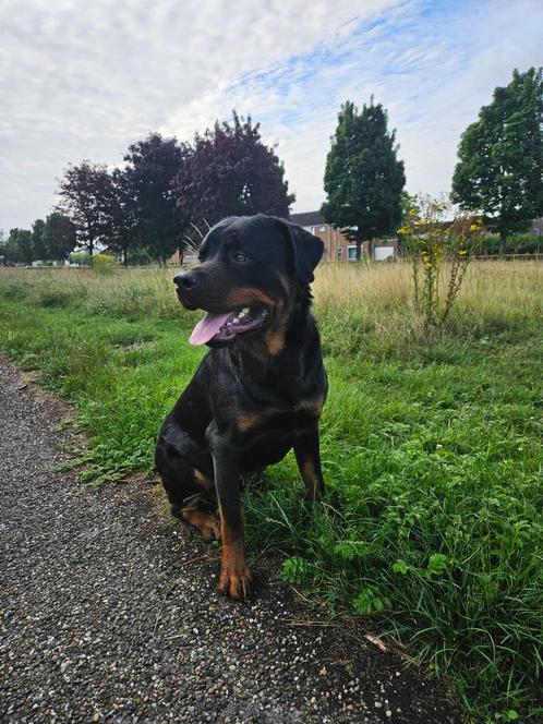 Aangeboden, kind vriendelijke rottweiler reu 1 jaar, Dieren en Toebehoren, Honden | Bulldogs, Pinschers en Molossers, Reu, Rottweiler