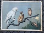 Uilen (100 jaar oud), Antiek en Kunst, Antiek | Schoolplaten, Ophalen of Verzenden, Natuur en Biologie