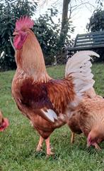 Leggkip broedeieren, Dieren en Toebehoren, Geslacht onbekend, Kip
