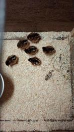 Barnevelder kuikens, Dieren en Toebehoren, Pluimvee, Geslacht onbekend, Kip