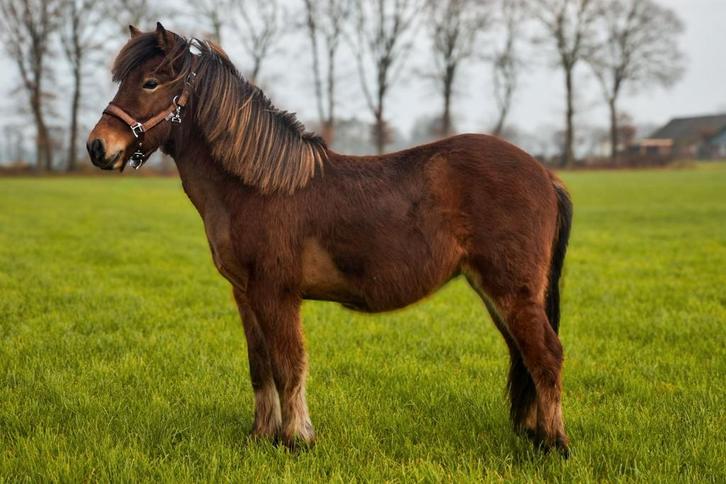 Tekoop: IJslander Jaarling merrie, Dieren en Toebehoren, Paarden, Merrie, Minder dan 160 cm, 0 tot 2 jaar, Recreatiepaard, Met stamboom