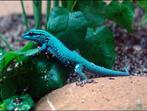 Zoekende: Lygodactylus Williamsi Man, Dieren en Toebehoren, Reptielen en Amfibieën, Slang, 0 tot 2 jaar