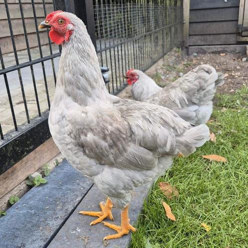 Jonge wyandotte kriel hanen parelgrijs, Dieren en Toebehoren, Pluimvee, Kip, Mannelijk