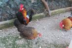 Hollandse krielkipjes, Meerdere dieren, Kip