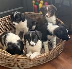 Heel bijzondere BORDER COLLIE x FRIESE STABIJ pups, Parvo, Nederland, 8 tot 15 weken, Meerdere